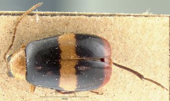 Media type: image; Entomology 18444   Aspect: habitus dorsal view